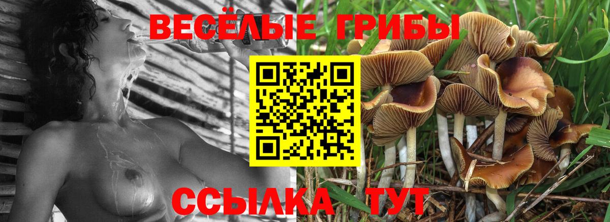 Псилоцибиновые грибы Cubensis Губкинский