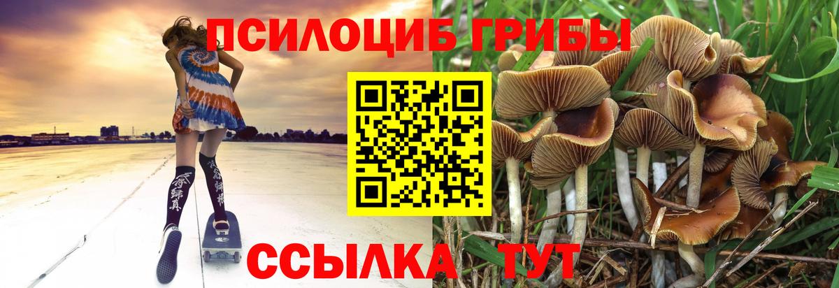 где продают наркотики  Псилоцибиновые грибы GOLDEN TEACHER  Вход с VPN  Галлюциногенные грибы Cubensis  Губкинский 